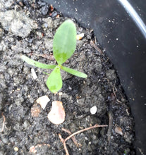 Load image into Gallery viewer, Father's Day flower seed card